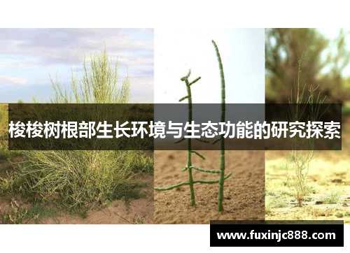梭梭树根部生长环境与生态功能的研究探索